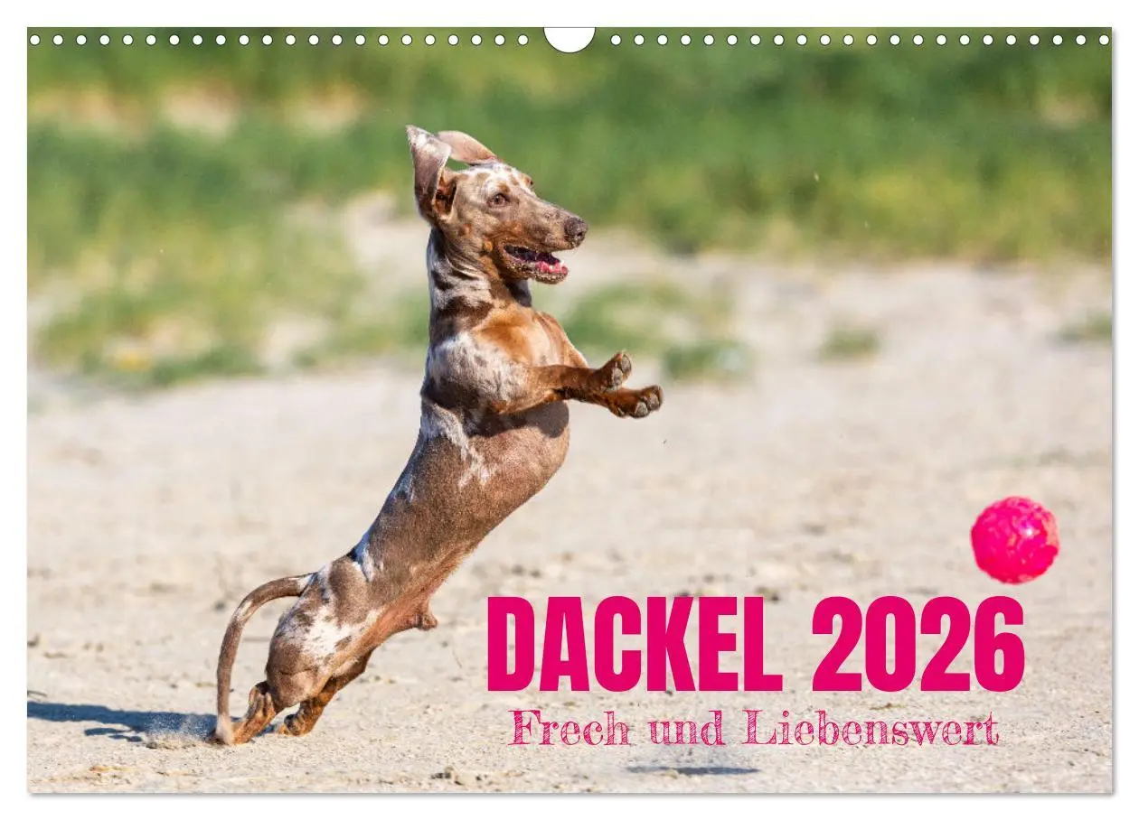 Cover: 9783516165005 | DACKEL 2026 Frech und Liebenwert (Wandkalender 2026 DIN A3 quer),...